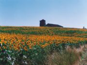 Nuestros girasoles en Osona. Osona, Soria